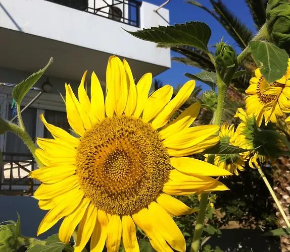 Daire Vasila Seaview Tavari